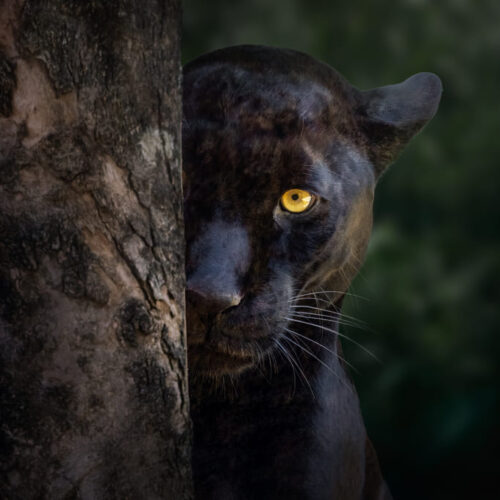 Conservación de felinos en Panamá según Max van Rijswijk