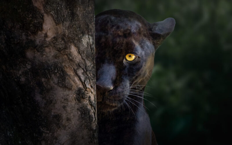 Conservación de felinos en Panamá según Max van Rijswijk